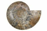 Cut & Polished Ammonite Fossil (Half) - Madagascar #212909-1